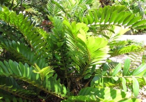 Замиокулькас польза. Замиокулькас (Zamioculcas)