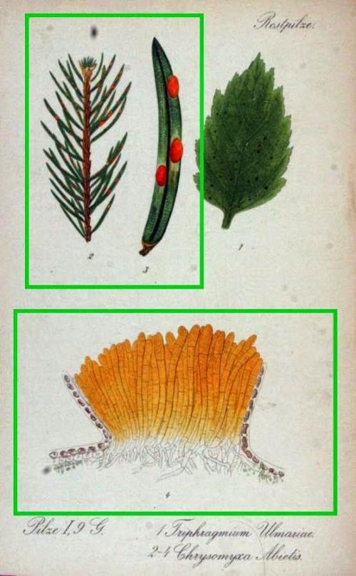 Ржавчина хвои ели меры борьбы. Ржавчина хвои ели / Золотистая ржавчина хвои ели