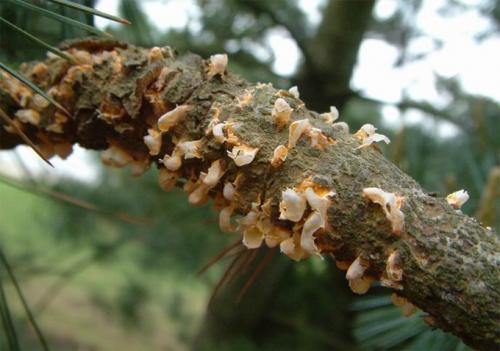 Как вылечить кедр. Болезни кедров