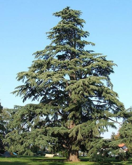 Саженец кедра. 1 Особенности выращивания