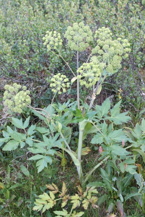 Растение похожее на борщевик. С чем можно спутать борщевик Сосновского?