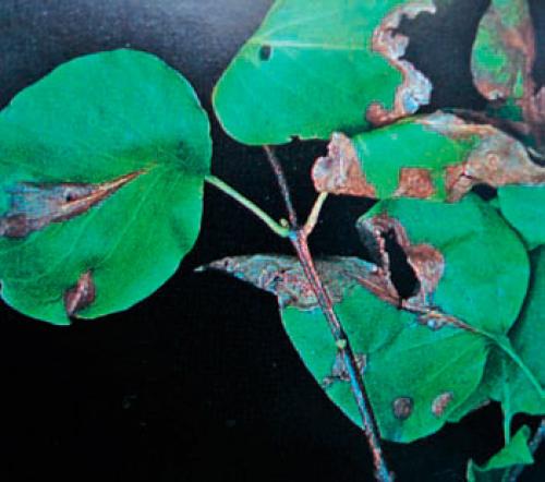 Почему у сирени чернеют листья. Инфекционные болезни сирени