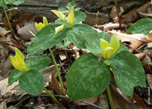 Триллиум белый махровый. Изысканный триллиум