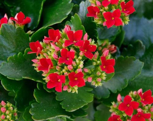 Каланхоэ Блоссфельда польза. Каланхоэ блоссфельда