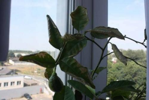 Как реанимировать засохший лимон. Почему сохнет дерево дома? Что делать?