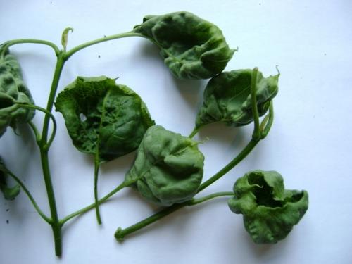 Бактериоз сирени. Болезни и вредители сирени