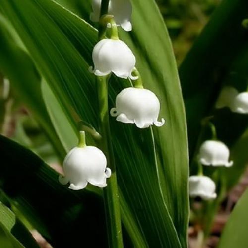 Тип листа ландыша. Ботаническое описание ландыша майского