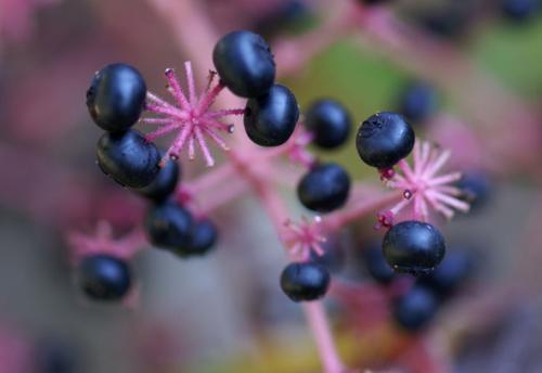 Аралия польза и вред. Чудодейственная аралия маньчжурская: применение с пользой для организма
