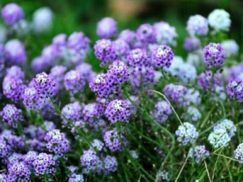 Лобулярия морская. Сорта и виды