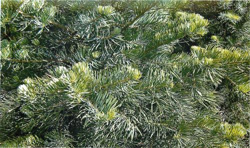 Пихта Глаука Компакта. Популярные сорта