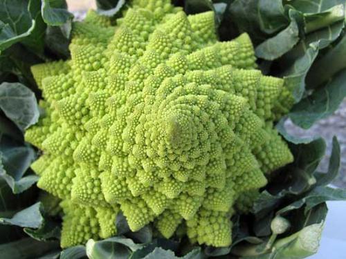 Редкие огородные культуры. Какие редкие овощи посадить на огороде?