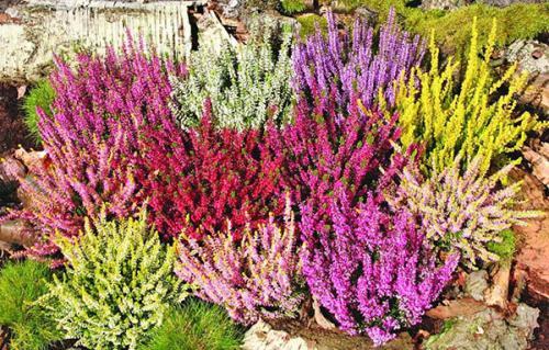 Эрика вереск Посадка и уход в. Растение эрика: посадка и уход в мельчайших подробностях