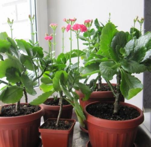 Каланхоэ Блоссфельда уход. Уход за растением