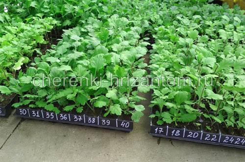 Хризантема крупноцветковая каталог. Хризантема