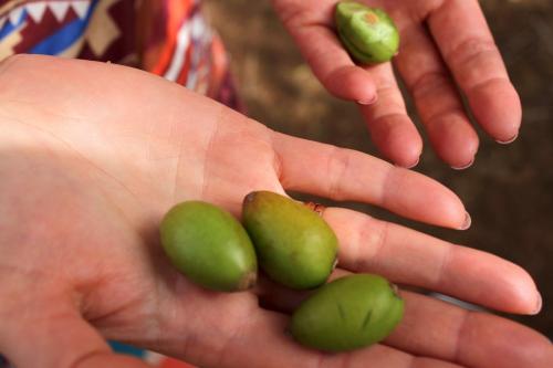 Аргановое масло, как отличить подделку. Как получают аргановое масло