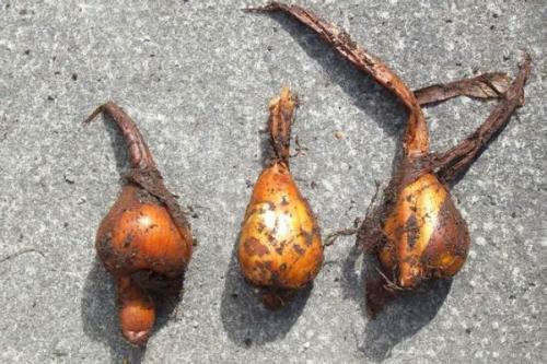 Лечебные свойства безвременника осеннего — когда яд становится лекарством для больных раком