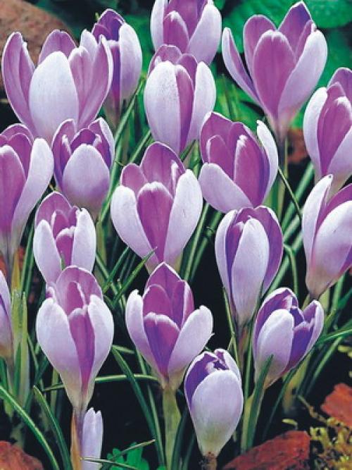 Сорта крокусов. Как выглядят крокусы и фото цветов