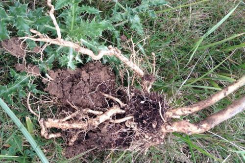 Ваточник сирийский сорняк. Ваточник сирийский или асклепиас: польза и вред