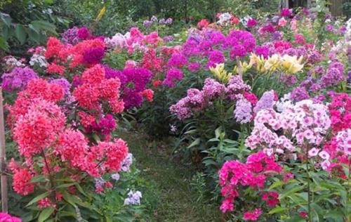 На, каком расстоянии друг от друга сажать флоксы. Особенности высадки в грунт