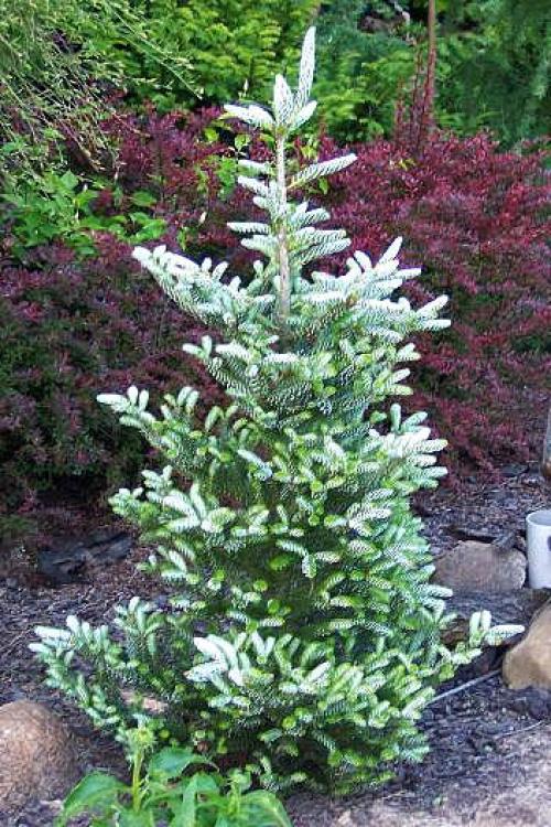 Ель корейская посадка. Пихта корейская — посадка и уход