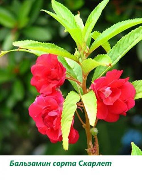 Бальзамин Уоллера сорта. Бальзамин садовый (Impatiens balsamina)