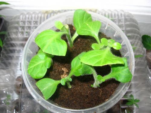 Укоренение черенков петунии в перлите. Как размножить петунию черенками в домашних условиях