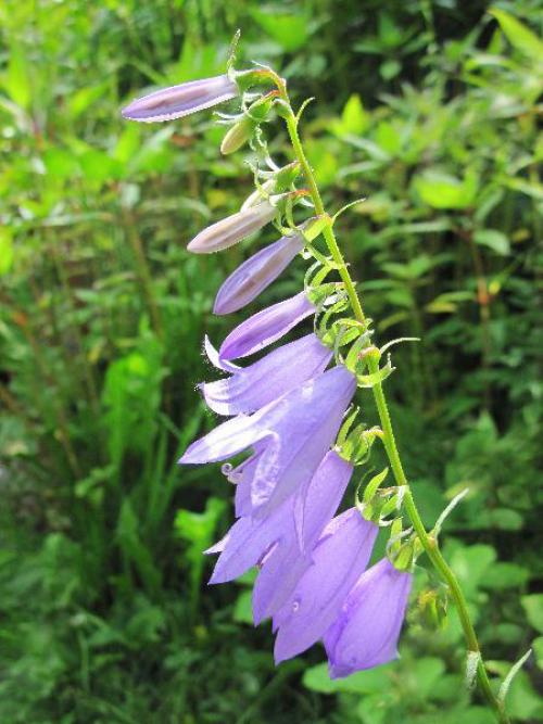 Колокольчик рапунцель съедобный. 
