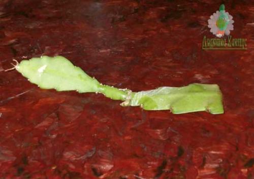 Укоренение черенков эпифиллума. Размножение эпифиллума