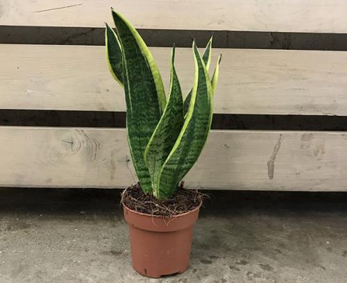 Сансевиерия с желтым краем. Сансевиерия трехполосная