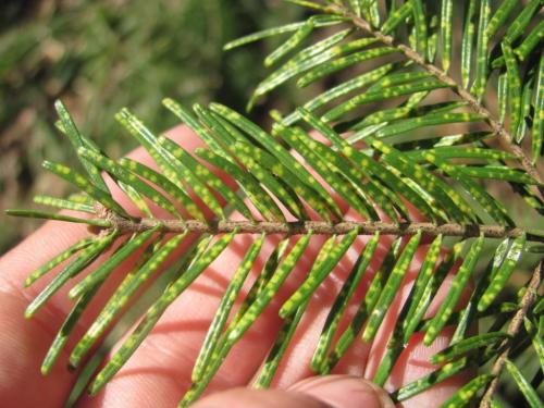 У Пихты засохла верхушка. Пожелтела пихта: причины и лечение, профилактика