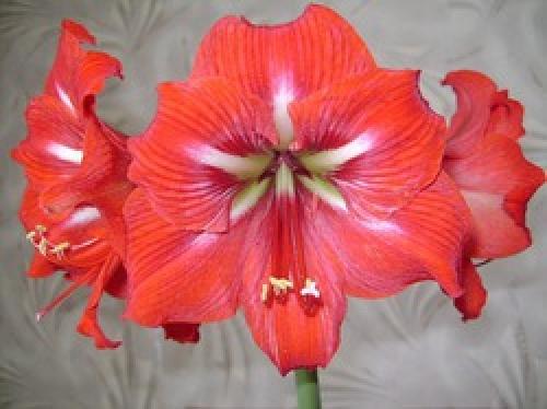 Как разбудить гиппеаструм. «Проснулся от спячки» гиппеаструм и растет «не по дням, а по часам»