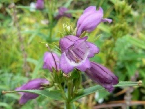 Пенстемон Хаскер Ред huskers red. Пенстемон Хартвега