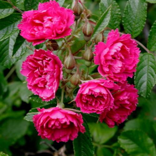 Шиповник морщинистый кустарник. Шиповник садовый морщинистый: фото и описание сортов