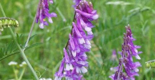 Мышиный горошек: описание растения- лечебные свойства и где применяют +Фото и Видео