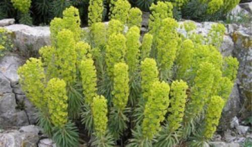 Как пересадить молочай. Описание молочая беложильчатого