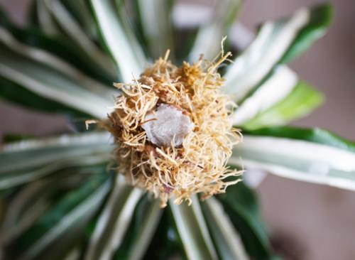 Как обрезать драцену душистую. Драцена: как обрезать ствол