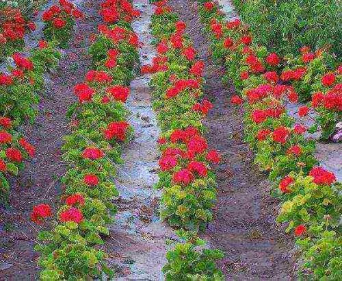 Герань красно-бурая Самобор. Пеларгония зональная (Pelargonium zonale)