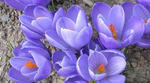 Когда цветут крокусы. Весенние крокусы — описание и виды