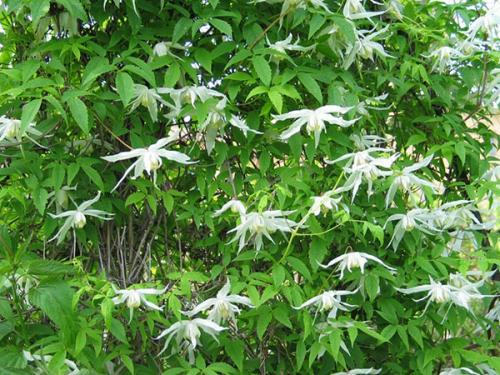 Клематис княжик. Декоративное и лечебное растение в вашем саду — княжик