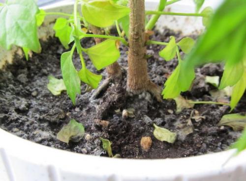 Радермахера синика. Радермахера