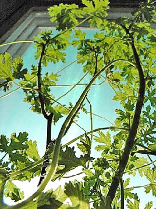 Пеларгония ароматная. Выращиваем дома пеларгонию душистую