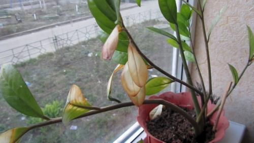 Замиокулькас сохнут кончики листьев. Почему желтеют листья у замиокулькаса