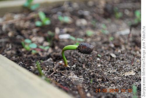 Ель с синими шишками. Пихта корейская - мой хвойный фаворит