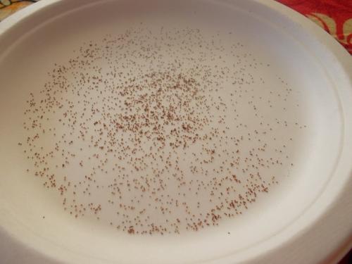 Глоксиния гибридная выращивание из семян. Профессиональное выращивание глоксинии из семян в домашних условиях. Фото-инструкция