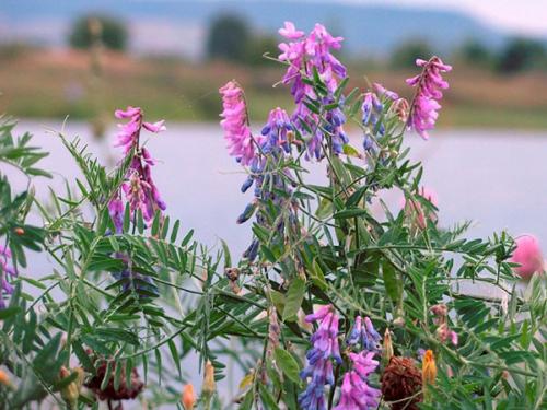 Семена вика бобовых культур. Сочная трава вика — полезный корм и симпатичное растение