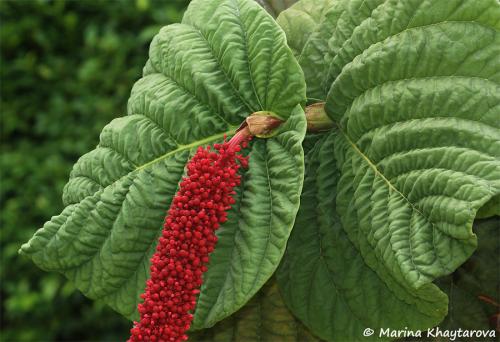 Кокколоба ягодоносная. Общее описание кокколобы и виды