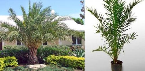 Финик пальчатый. Финиковая пальма