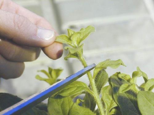 Укоренение черенков петунии в перлите. Как размножить петунию черенками в домашних условиях