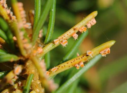 Ржавчина хвои ели меры борьбы. Ржавчина хвои ели / Золотистая ржавчина хвои ели
