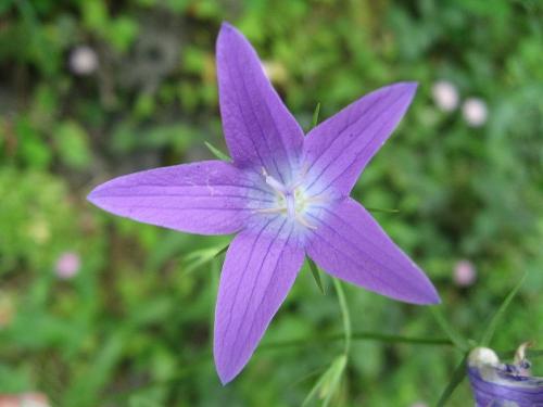 Campanula rapunculus. Описание